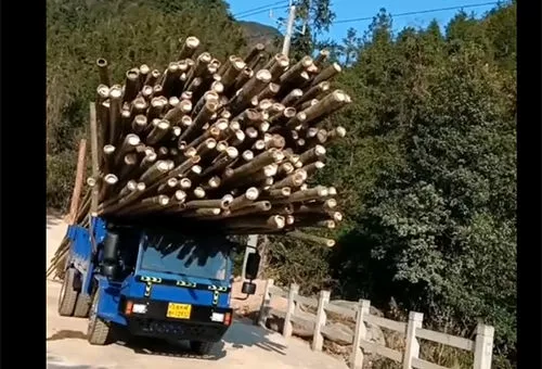 毛竹车-拉毛竹